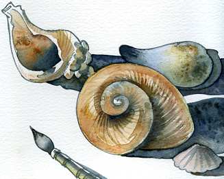 'Shells' - Watercolour