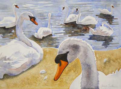 'Swans a swimming' - watercolour
